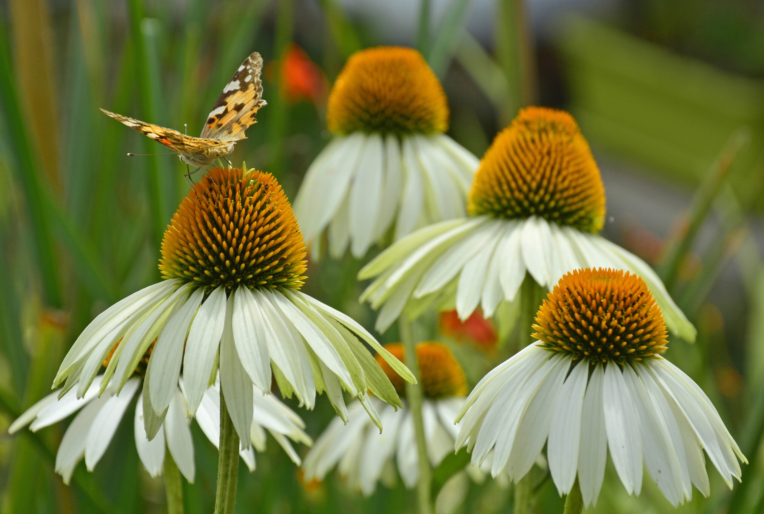 Plantenlijstjes voor bijen en vlinders