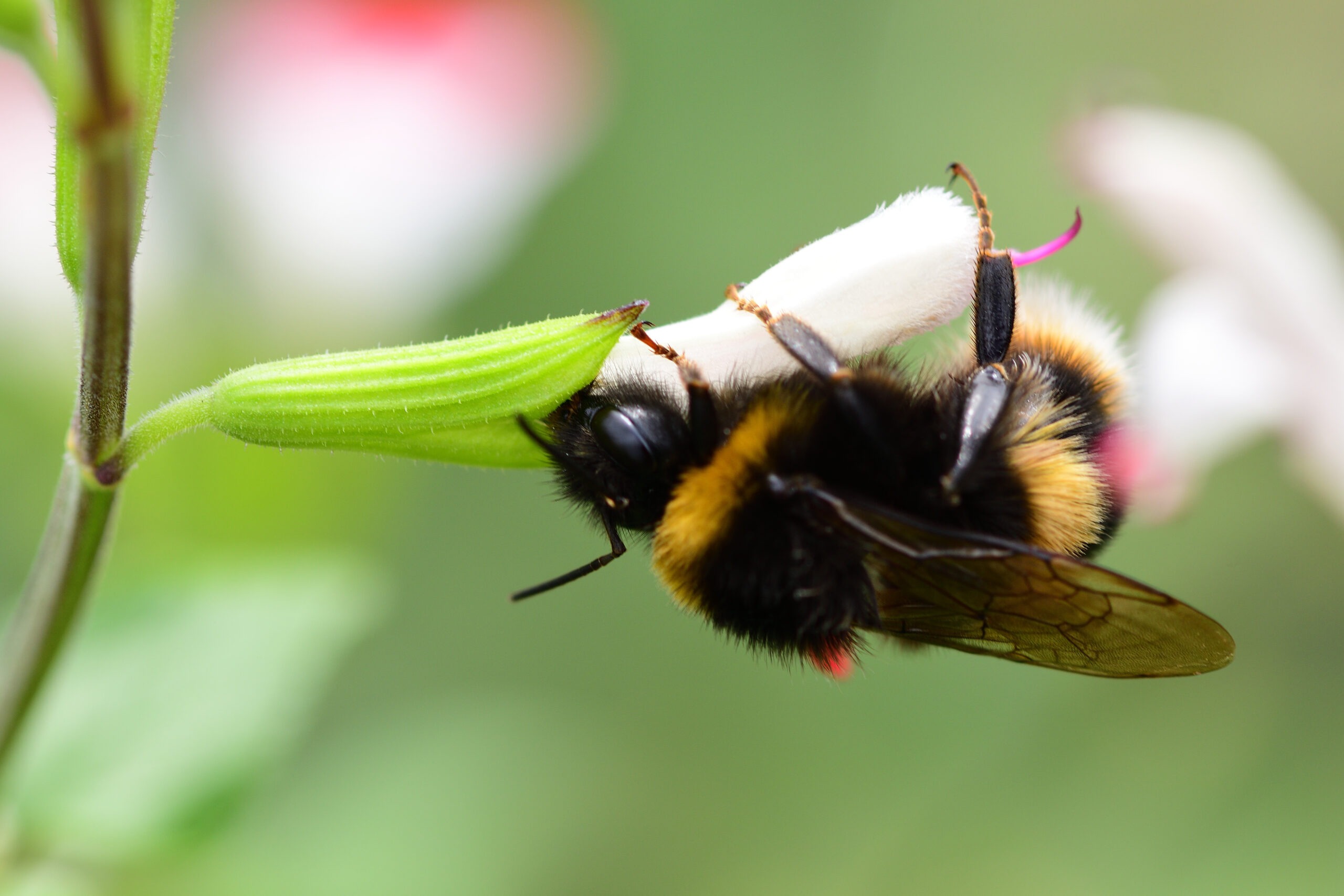 Alarm voor de (wilde) bijen